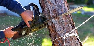 Trusted Oshkosh, WI Tree Removal Experts